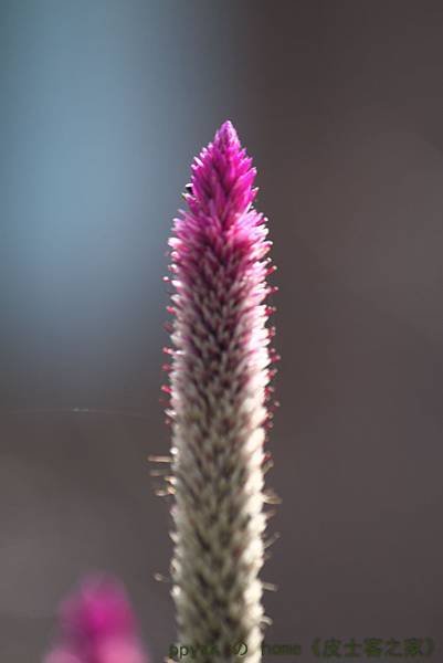 IMG_8784.jpg