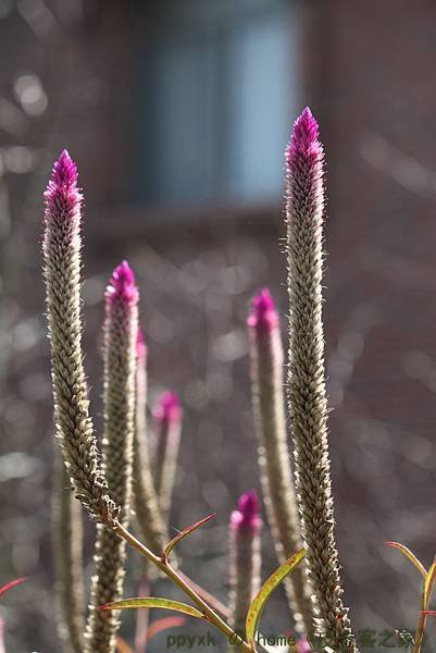 IMG_8785.jpg
