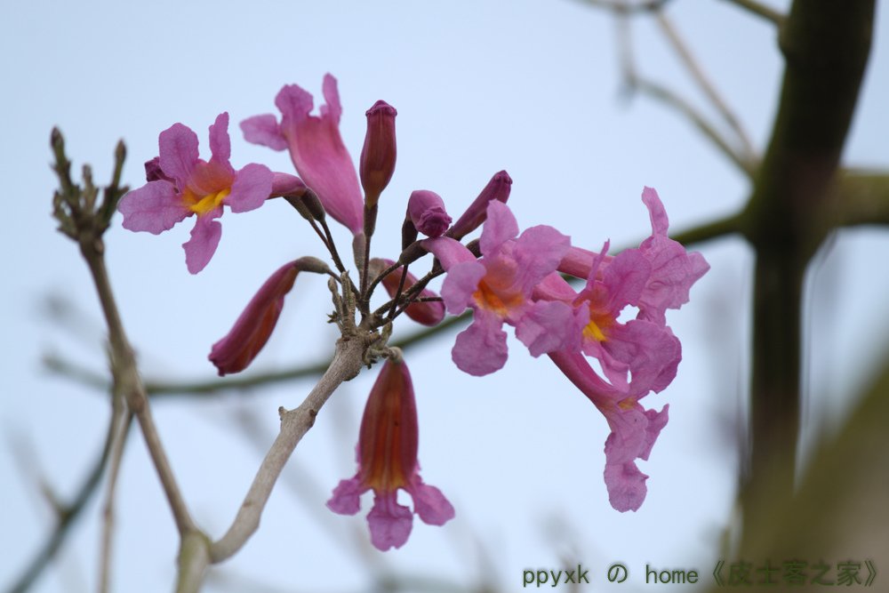 IMG_1784.jpg