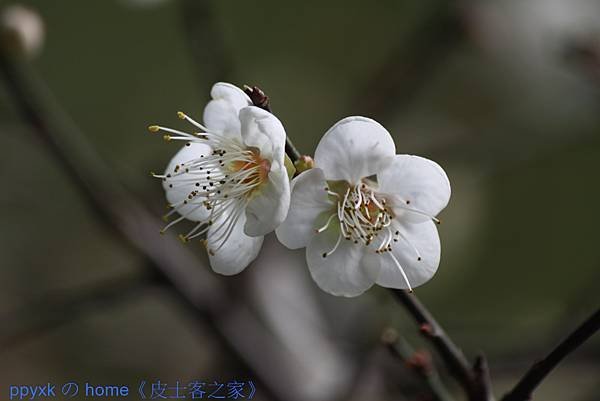 IMG_6589.jpg