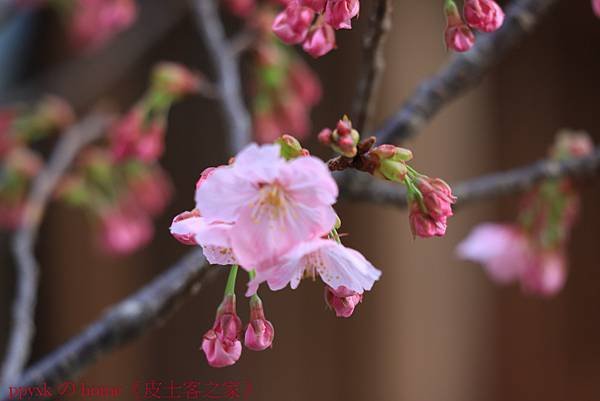 IMG_4930.jpg