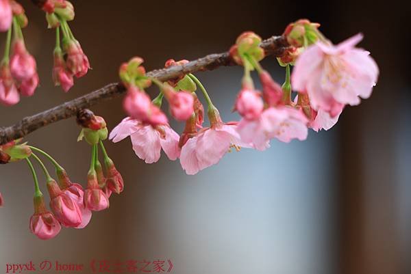 IMG_4931.jpg