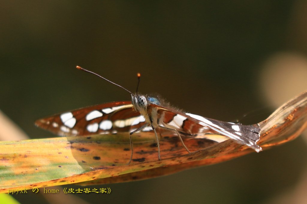 花踪蝶影(23)