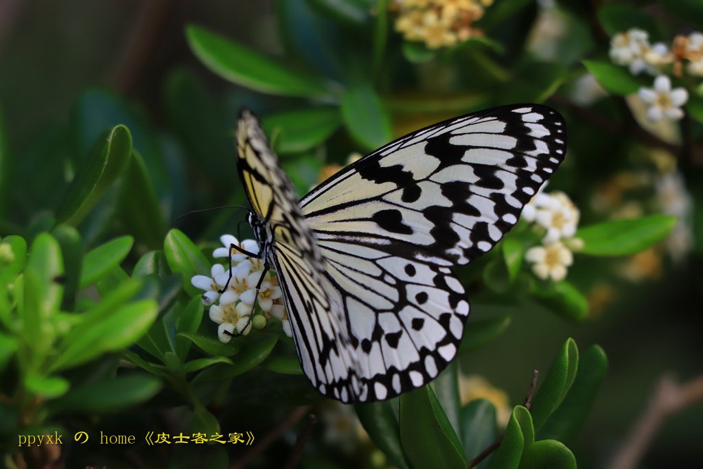 花踪蝶影(23)