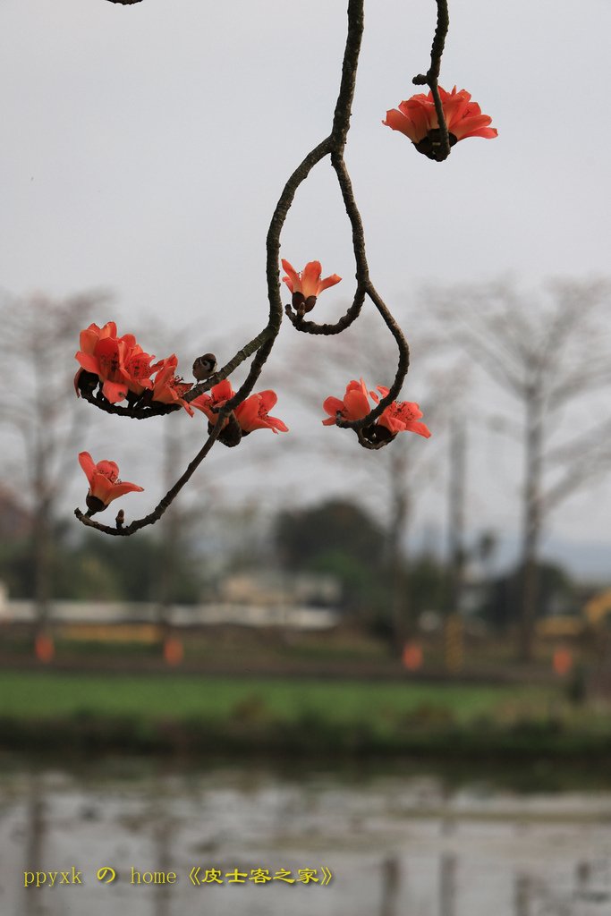 木棉道(5)