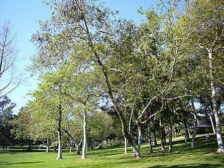 UCI Aldrich Park1