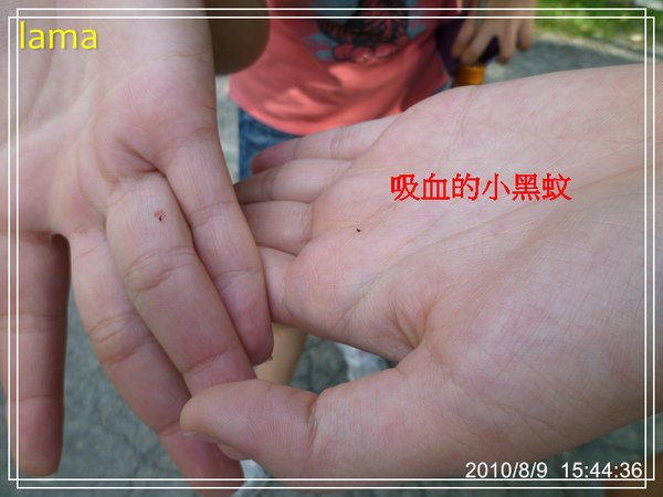 小黑蚊.jpg