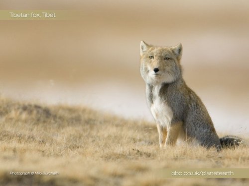 tibetan_fox.jpg