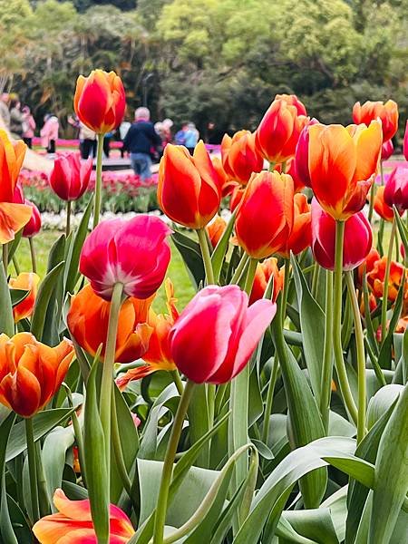 2024年士林官邸公園鬱金香花季：相鬱祈福。鬱金香齊放