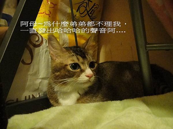 DSC04049.jpg(網址用).jpg
