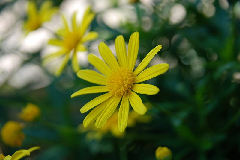 DSC_8027.jpg
