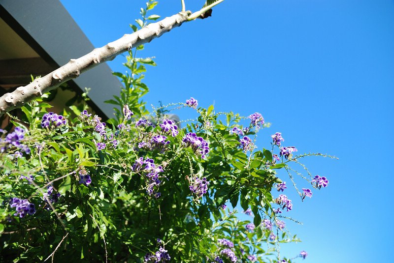 DSC_8042.jpg