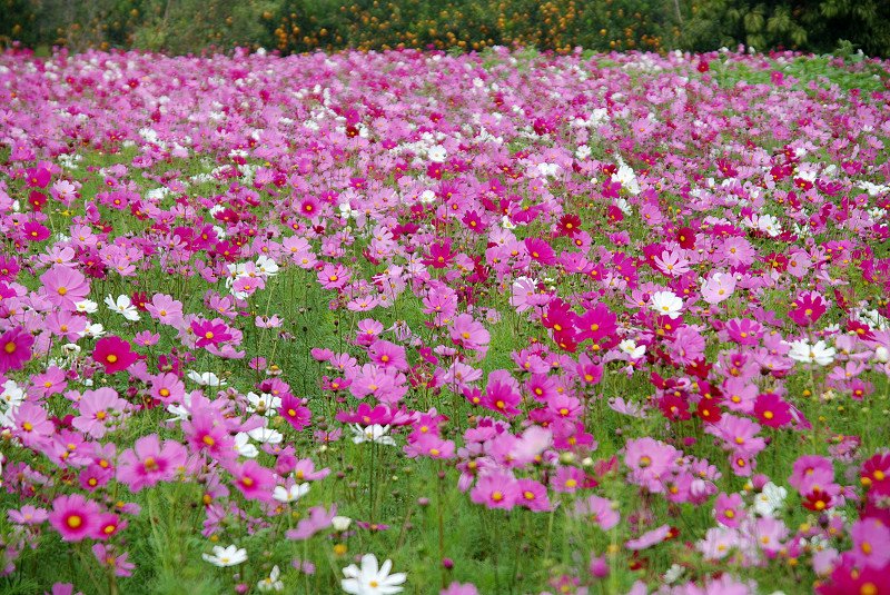 DSC_9295.jpg