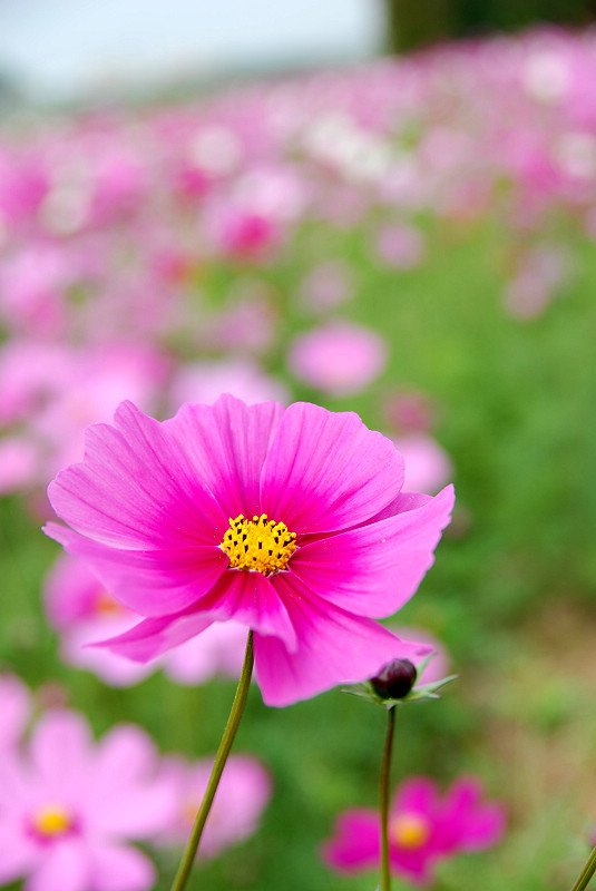 DSC_9314.jpg