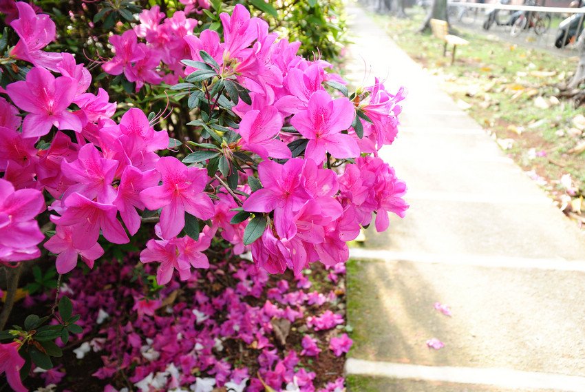DSC_3559.jpg