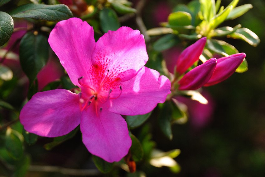 DSC_3562.jpg