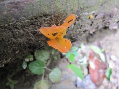 IMG_4389.jpg
