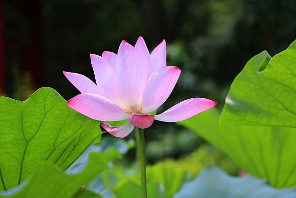 台北植物園賞荷