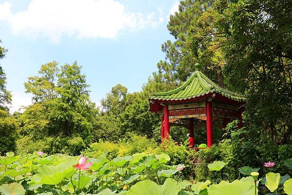 台北植物園賞荷