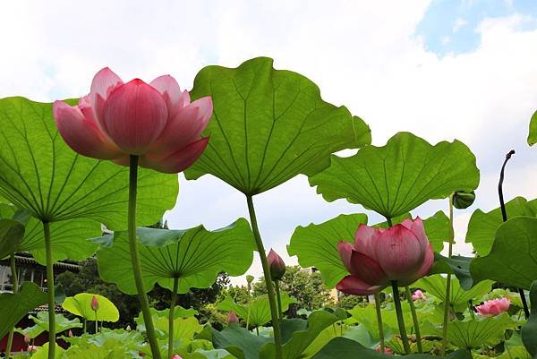 台北植物園賞荷