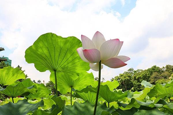 台北植物園賞荷