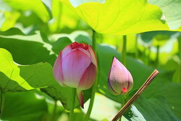 台北植物園賞荷