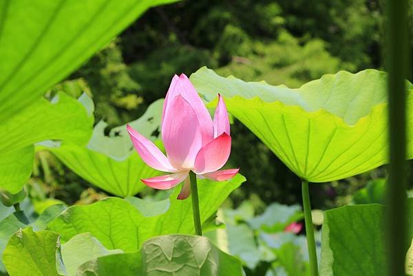 台北植物園賞荷