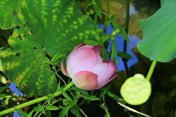 台北植物園賞荷