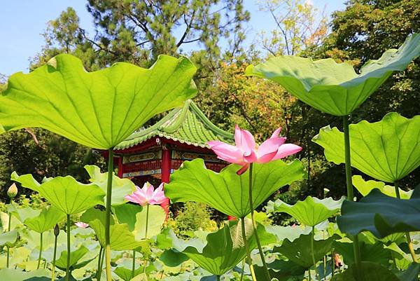 台北植物園賞荷