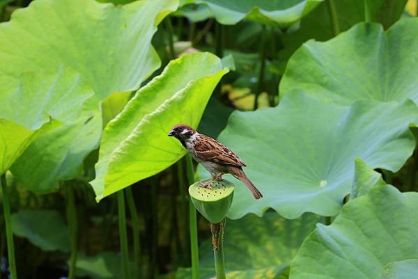 台北植物園賞荷