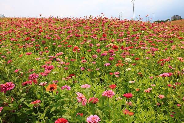 賞花不必遠行 - 關渡花海節在士林