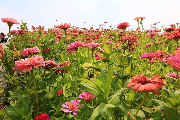 賞花不必遠行 - 關渡花海節在士林