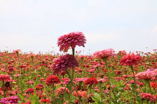 賞花不必遠行 - 關渡花海節在士林