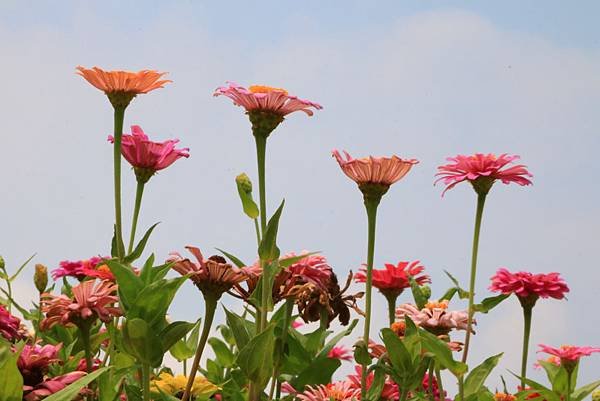 賞花不必遠行 - 關渡花海節在士林