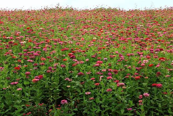 賞花不必遠行 - 關渡花海節在士林