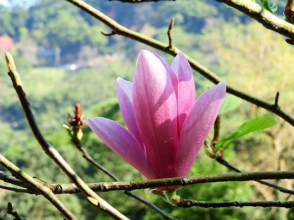 2021 淡水楓樹湖木蓮花