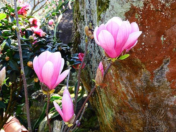 2021 淡水楓樹湖木蓮花