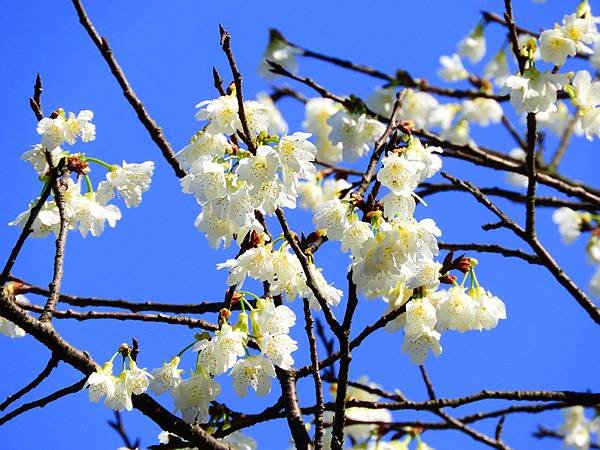 2021 淡水楓樹湖木蓮花