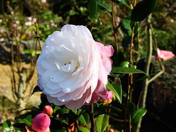 2021 淡水楓樹湖木蓮花