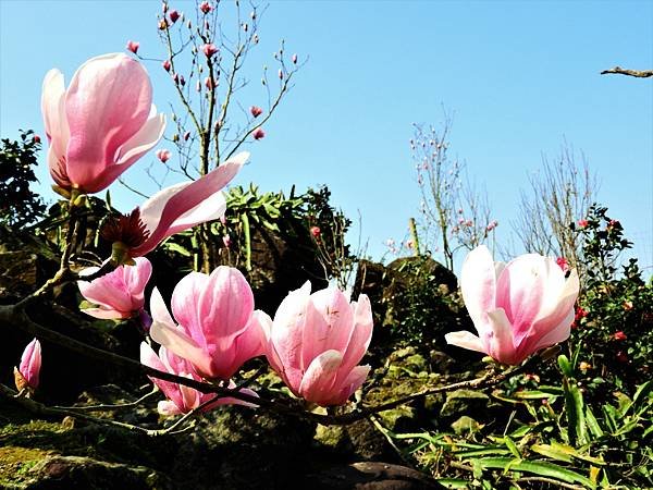 2021 淡水楓樹湖木蓮花