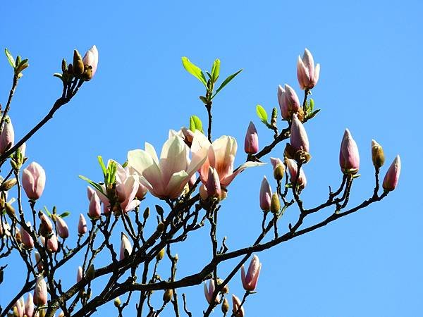 2021 淡水楓樹湖木蓮花