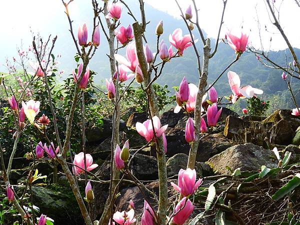 2021 淡水楓樹湖木蓮花