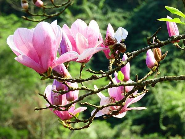 2021 淡水楓樹湖木蓮花