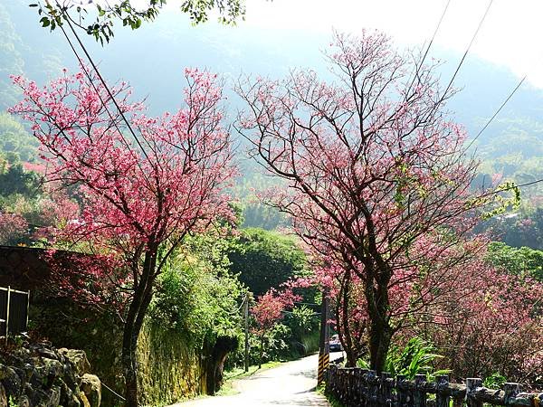 2021 淡水楓樹湖木蓮花