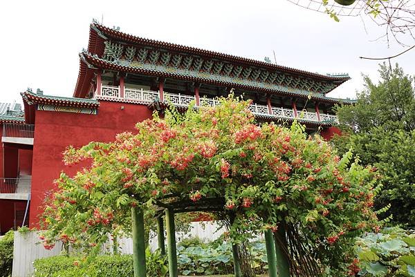 台北植物園裡的花花草草