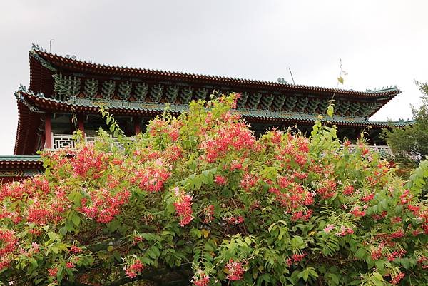 台北植物園裡的花花草草