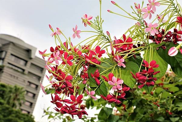 台北植物園裡的花花草草