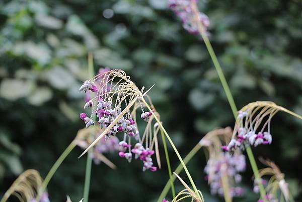 台北植物園裡的花花草草