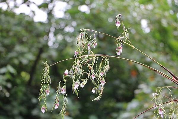 台北植物園裡的花花草草