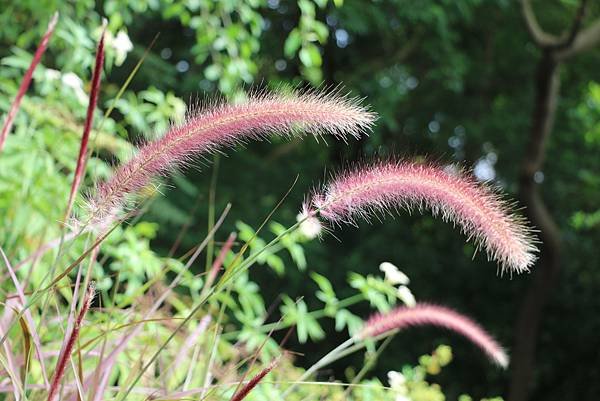 台北植物園裡的花花草草